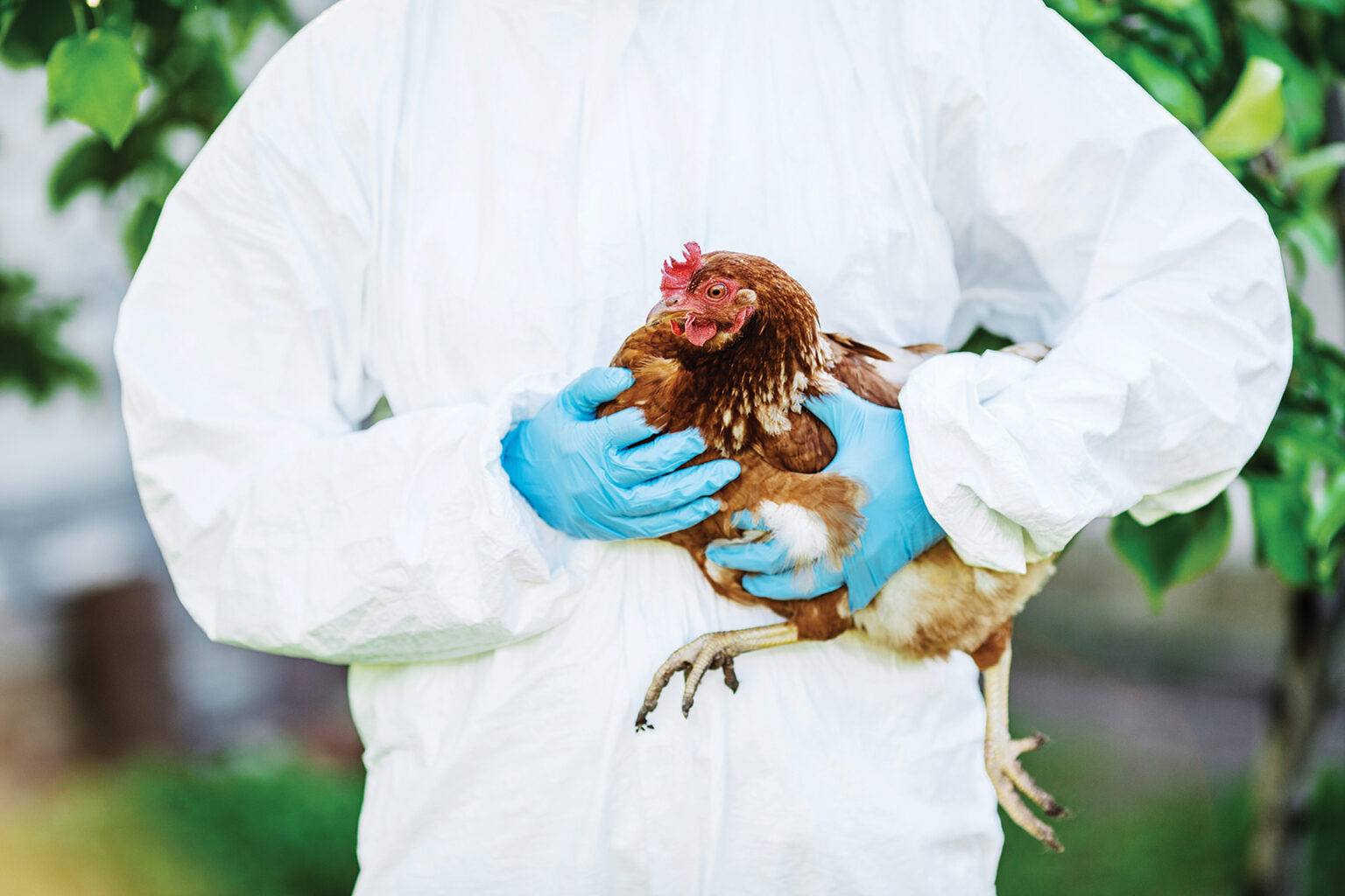 Northwest prevents outbreak of avian flu