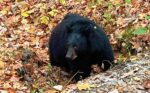 Cades Cove